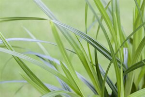 Hello Garden Carex morrowii siergras - afbeelding 5