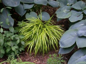 Hello Garden Carex morrowii siergras - afbeelding 6