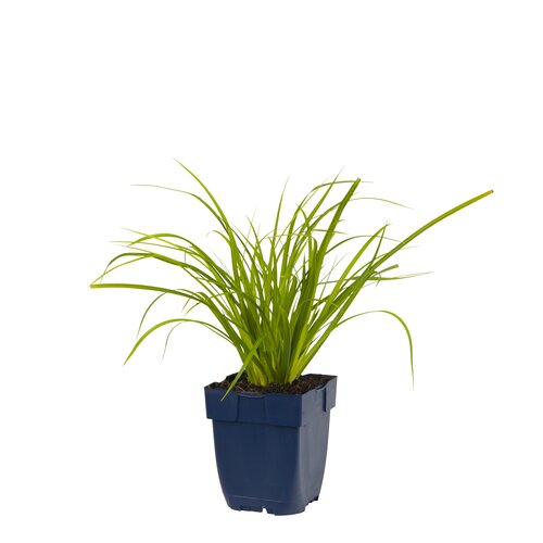 Hello Garden Carex morrowii siergras - afbeelding 1