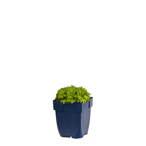 Saxifraga (A) 'Schneeteppich', in 11cm-pot