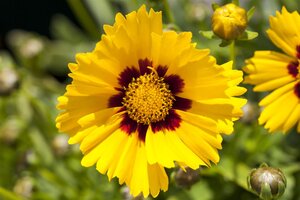 Coreopsis grand. 'Sonnenkind', in 11cm-pot - afbeelding 2
