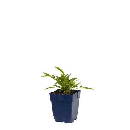 Coreopsis grand. 'Sonnenkind', in 11cm-pot - afbeelding 1