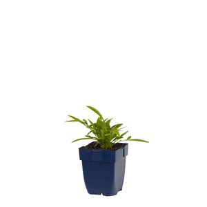 Coreopsis grand. 'Sonnenkind', in 11cm-pot - afbeelding 1