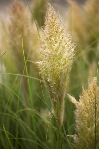 Cortaderia sell. 'Pumila', in 11cm-pot - afbeelding 2