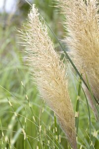 Cortaderia sell. 'Pumila', in 11cm-pot - afbeelding 3