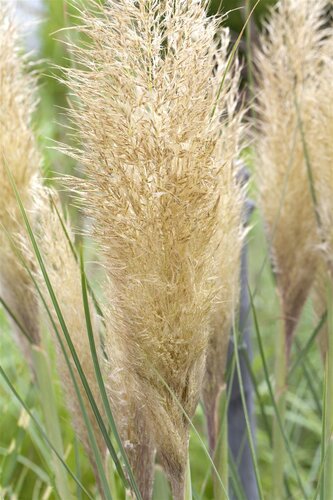 Cortaderia sell. 'Pumila', in 11cm-pot - afbeelding 4