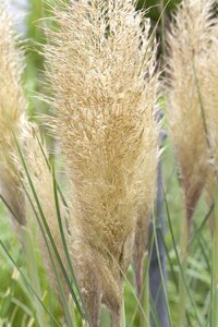 Cortaderia sell. 'Pumila', in 11cm-pot - afbeelding 4