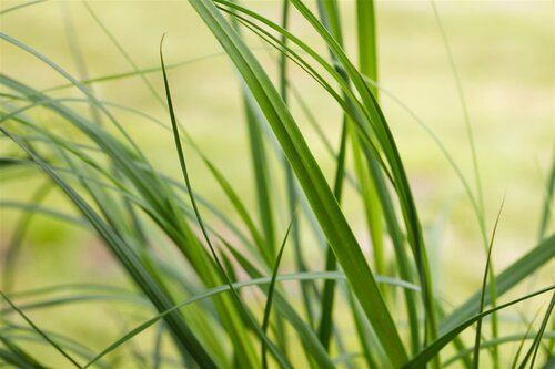 Cortaderia sell. 'Pumila', in 11cm-pot - afbeelding 5