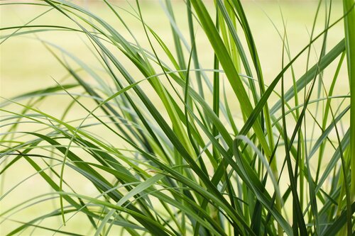 Cortaderia sell. 'Pumila', in 11cm-pot - afbeelding 6