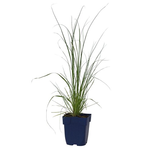 Cortaderia sell. 'Pumila', in 11cm-pot - afbeelding 1