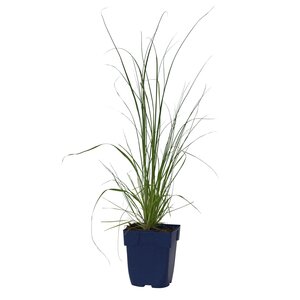 Cortaderia sell. 'Pumila', in 11cm-pot - afbeelding 1
