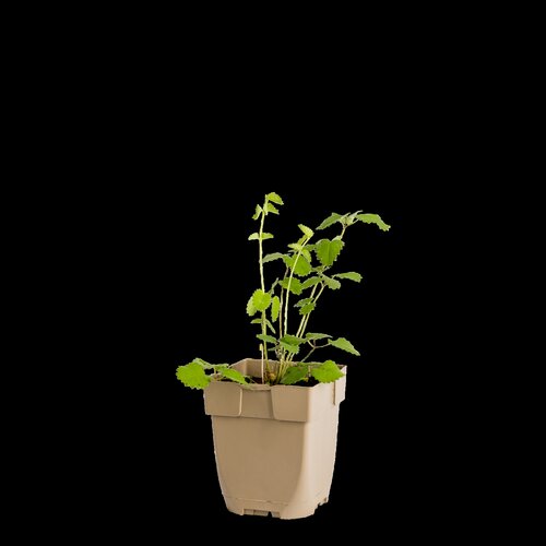 (WI) Sanguisorba officinalis, in 11cm-pot