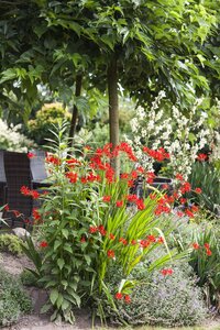 Crocosmia 'Lucifer', in 11cm-pot - afbeelding 2