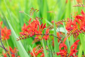 Crocosmia 'Lucifer', in 11cm-pot - afbeelding 3