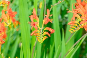 Crocosmia 'Lucifer', in 11cm-pot - afbeelding 4
