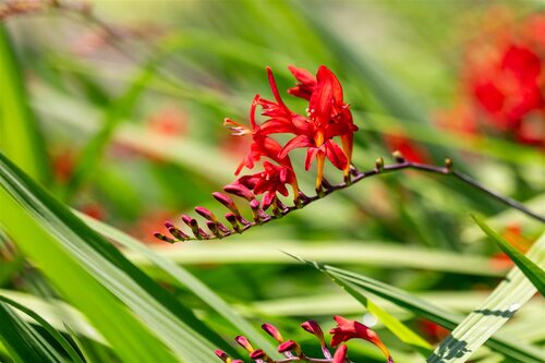 Crocosmia 'Lucifer', in 11cm-pot - afbeelding 6