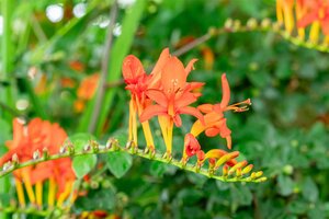Crocosmia 'Lucifer', in 11cm-pot - afbeelding 5