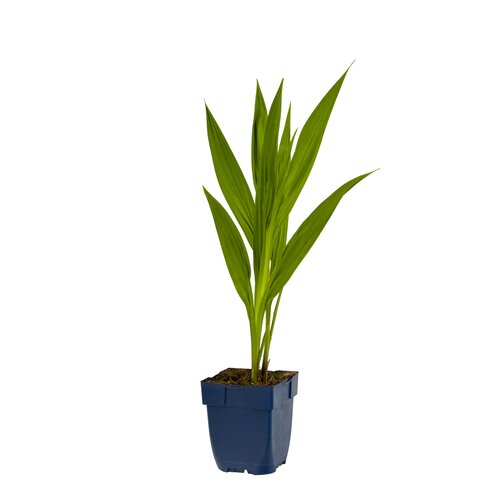 Crocosmia 'Lucifer', in 11cm-pot - afbeelding 1