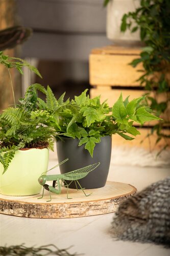 Hello Garden Cyrtomium fortunei varen - afbeelding 1
