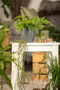 Hello Garden Cyrtomium fortunei varen - afbeelding 5