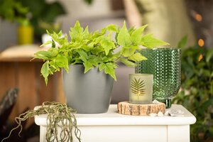 Hello Garden Cyrtomium fortunei varen - afbeelding 2