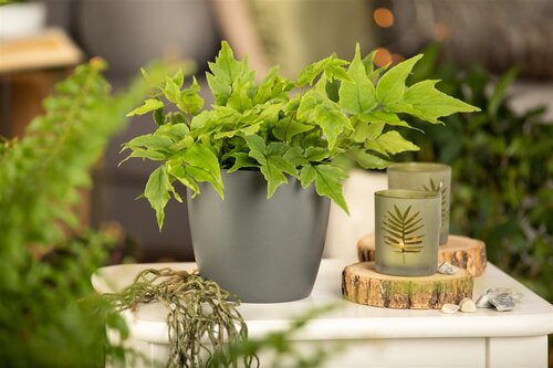Hello Garden Cyrtomium fortunei varen - afbeelding 3