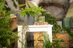 Hello Garden Cyrtomium fortunei varen - afbeelding 4
