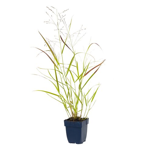 Hello Garden Delosperma congesta bodembedekker