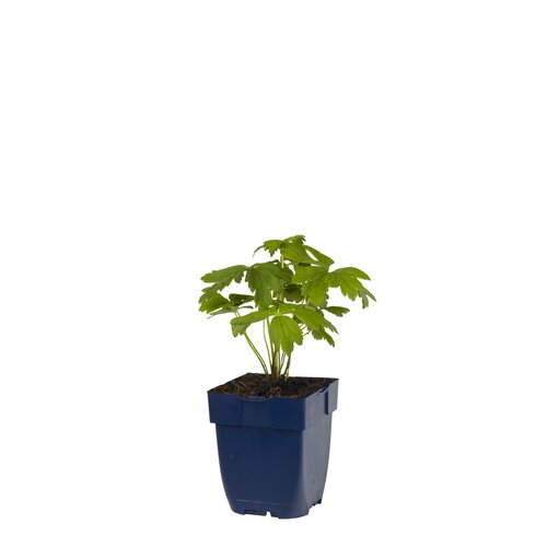 Trollius 'Orange Princess', in 11cm-pot