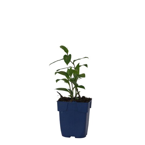 Tricyrtis hirta 'Taiwan Adbane', in 11cm-pot
