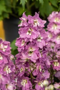 Hello Garden Delphinium Pacific Astolat vaste plant - afbeelding 2