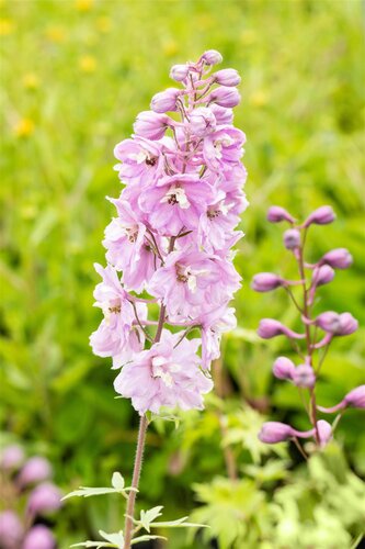 Hello Garden Delphinium Pacific Astolat vaste plant - afbeelding 3