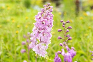 Hello Garden Delphinium Pacific Astolat vaste plant - afbeelding 4