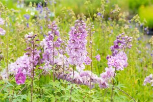 Hello Garden Delphinium Pacific Astolat vaste plant - afbeelding 5
