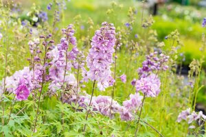 Hello Garden Delphinium Pacific Astolat vaste plant - afbeelding 6