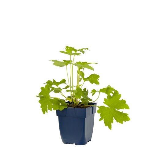 Hello Garden Delphinium Pacific Astolat vaste plant - afbeelding 1