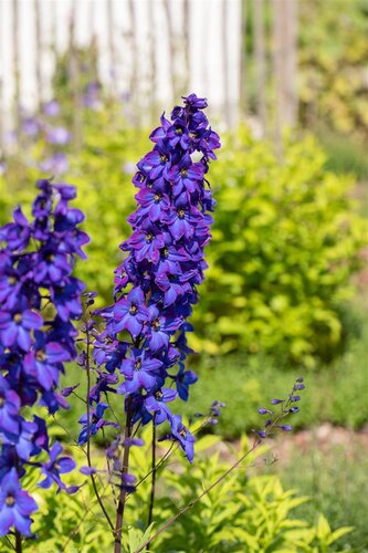 Delphinium (P) 'Black Knight', in 11cm-pot - afbeelding 2