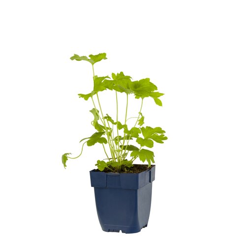 Delphinium (P) 'Black Knight', in 11cm-pot - afbeelding 1