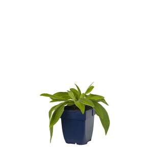 Hello Garden Delphinium (Pacific) 'Blue Bird' vaste plant