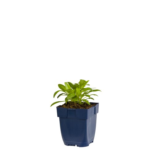 Hello Garden Delphinium Pacific Blue Bird vaste plant