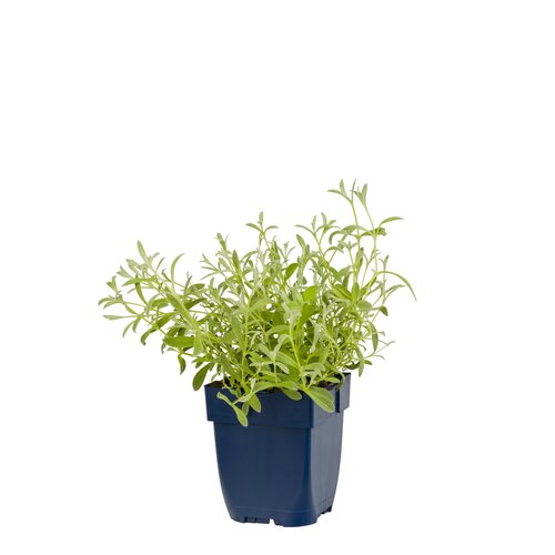 Hello Garden Delphinium (Pacific) 'Galahad' vaste plant