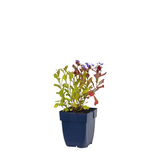 Ceratostigma plumbaginoides, in 11cm-pot