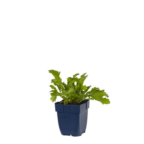Leucanthemum v. 'Maikönigin', in 11cm-pot