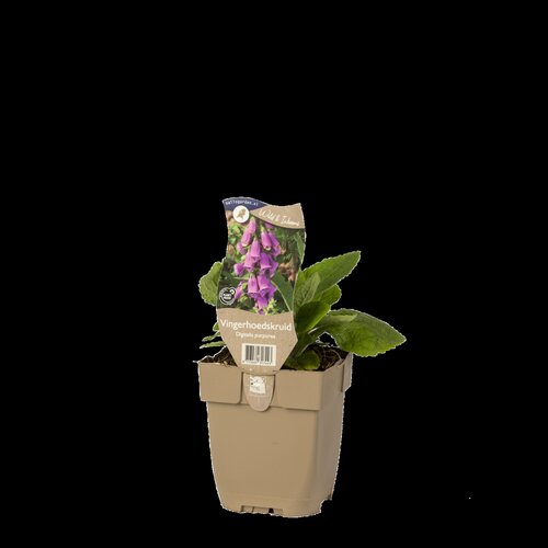 Hello Garden Deschampsia cespitosa 'Tardiflora' siergras - afbeelding 1