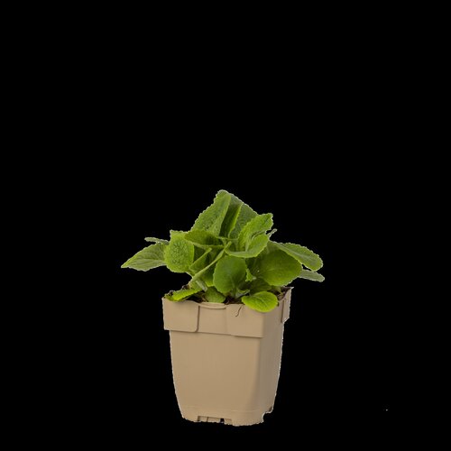 Hello Garden Deschampsia cespitosa 'Tardiflora' siergras - afbeelding 2