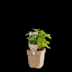 Hello Garden Deschampsia cespitosa Tardiflora siergras - afbeelding 2