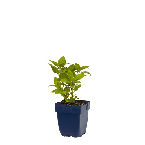 Lysimachia punctata, in 11cm-pot