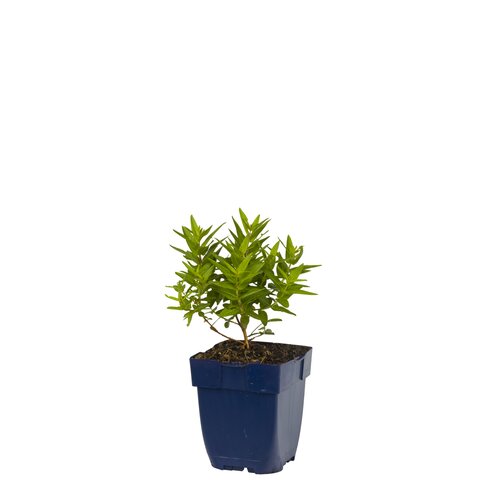 Lythrum sal. 'Robert', in 11cm-pot