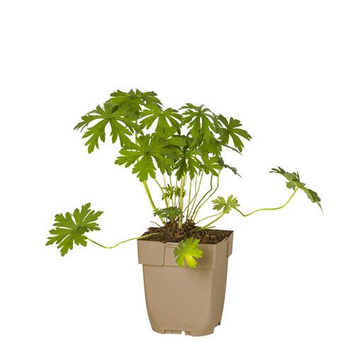 Hello Garden Dianthus deltoides 'Albiflorus' vaste plant