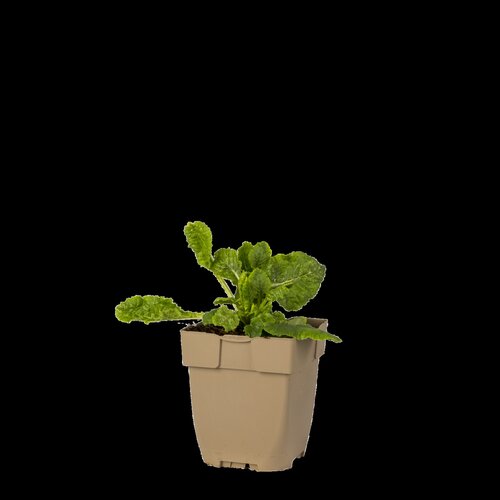 Hello Garden Dianthus deltoides Splendens bodembedekker - afbeelding 1